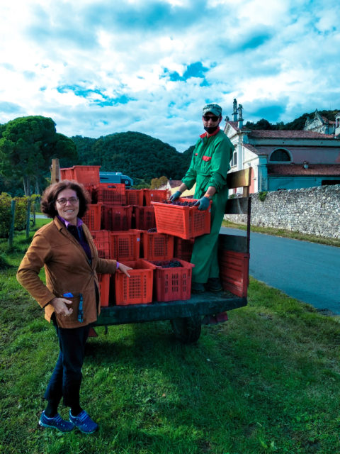Vendemmia 2020 di Le Vie Angarano, Bassano del Grappa